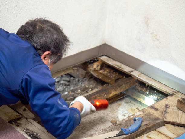 Best Mold Cleaning Services  in Woodfield, SC