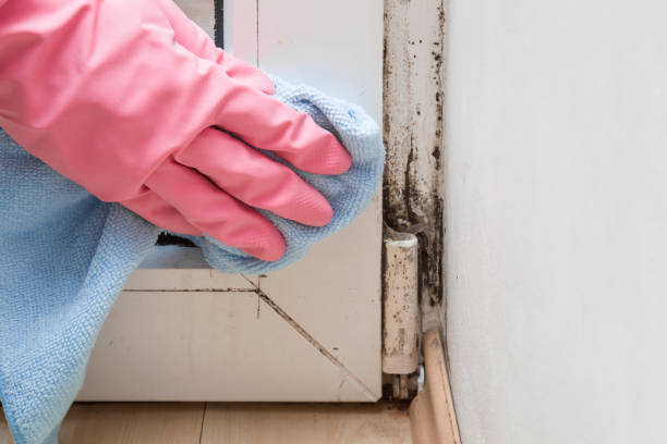 Best Affordable Mold Removal  in Woodfield, SC